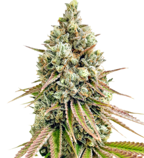 1735030085361.png 1735030085361.png