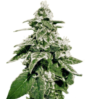 1735041326627.png 1735041326627.png