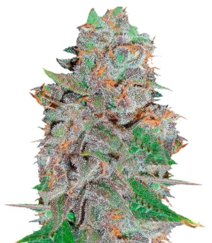 1735041418504.png 1735041418504.png