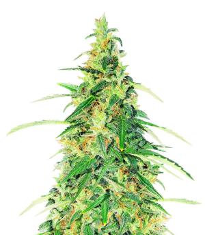 1735242467986.png 1735242467986.png