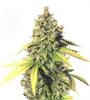 1735395703035.png 1735395703035.png