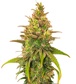 1735462828445.png 1735462828445.png