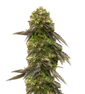 1735462832301.png 1735462832301.png