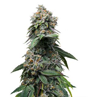 1735928882971.png 1735928882971.png