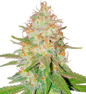 1735929388145.png 1735929388145.png