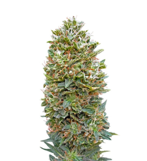 1735929891370.png 1735929891370.png