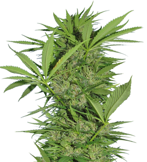 1735929896563.png 1735929896563.png