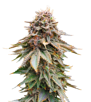 1735974951448.png 1735974951448.png