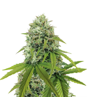 1736077832050.png 1736077832050.png