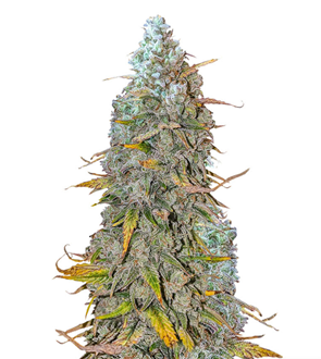 1736192874291.png 1736192874291.png