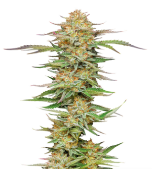 1736192887175.png 1736192887175.png