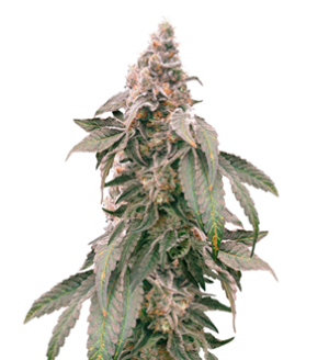 1736197670155.png 1736197670155.png