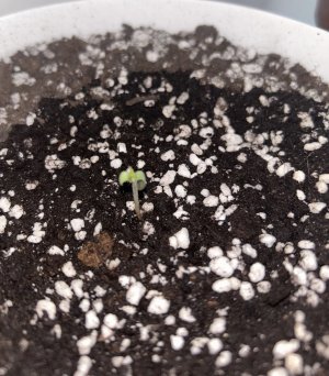 6CC9D4E4-F3D9-4423-B9BF-6E9E95FAC91E.jpeg 6CC9D4E4-F3D9-4423-B9BF-6E9E95FAC91E.jpeg