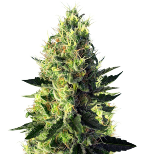 1736254147453.png 1736254147453.png