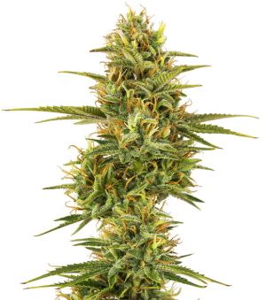 1736265737754.png 1736265737754.png