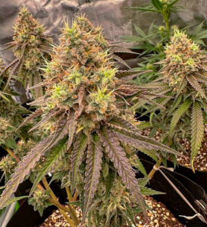 1736265825097.png 1736265825097.png