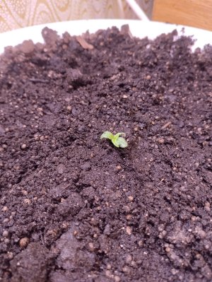 IMG_20250107_224756.jpg IMG_20250107_224756.jpg