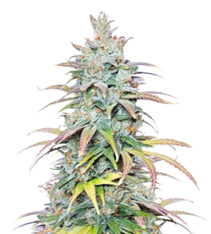 1736338773319.png 1736338773319.png