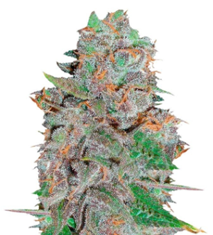 1736339596405.png 1736339596405.png