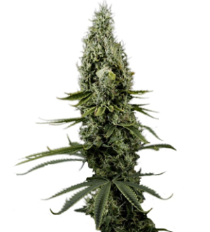 1736339600221.png 1736339600221.png