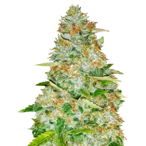 1736341766249.png 1736341766249.png