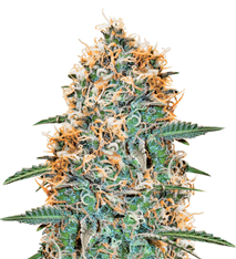 1736343113109.png 1736343113109.png