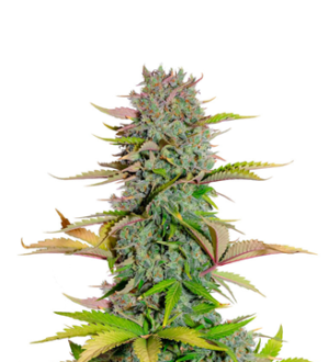 1736349894693.png 1736349894693.png