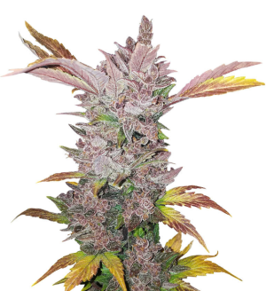 1736355087400.png 1736355087400.png