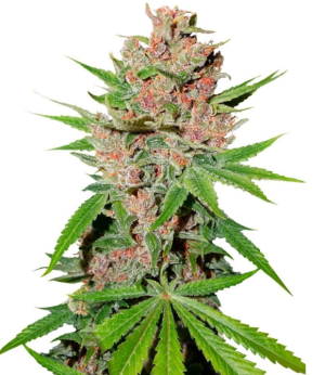 1736436593791.png 1736436593791.png