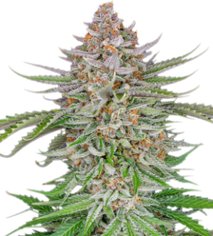 1736438299534.png 1736438299534.png