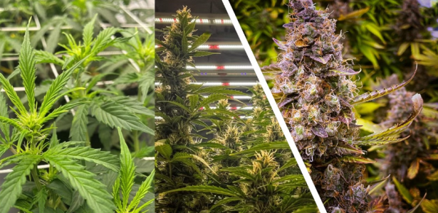 1736446493918.png 1736446493918.png