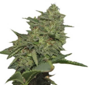 1736446638823.png 1736446638823.png