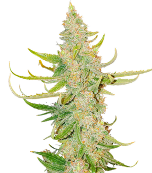 1736446724226.png 1736446724226.png