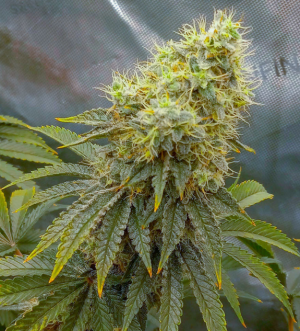 1736446753577.png 1736446753577.png