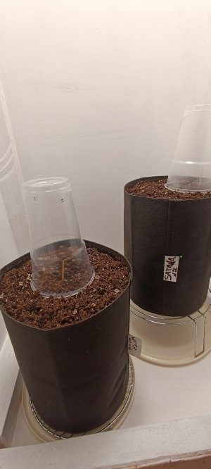 IMG_20250113_222640.jpg IMG_20250113_222640.jpg