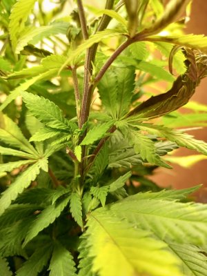 IMG_20250114_193512_661.jpg IMG_20250114_193512_661.jpg