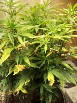 IMG_20250114_190734_646.jpg IMG_20250114_190734_646.jpg