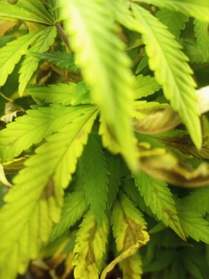 IMG_20250114_190701_406.jpg IMG_20250114_190701_406.jpg