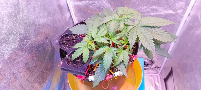 Изображение WhatsApp 2025-01-14 в 19.37.15_21f450af.jpg