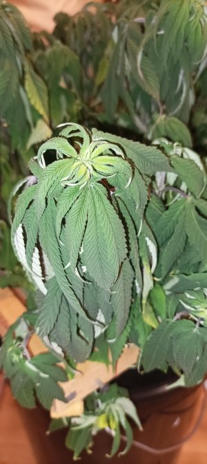 IMG_20250115_010307.jpg IMG_20250115_010307.jpg