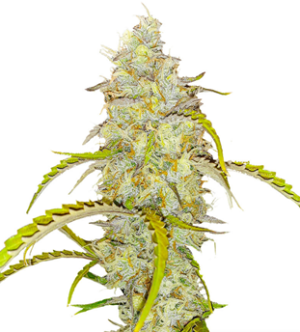 1736930397672.png 1736930397672.png