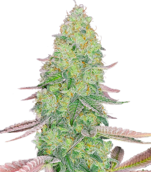 1737046554977.png 1737046554977.png