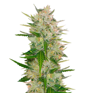 1737046593865.png 1737046593865.png