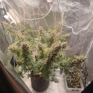 1000012067.jpg 1000012067.jpg