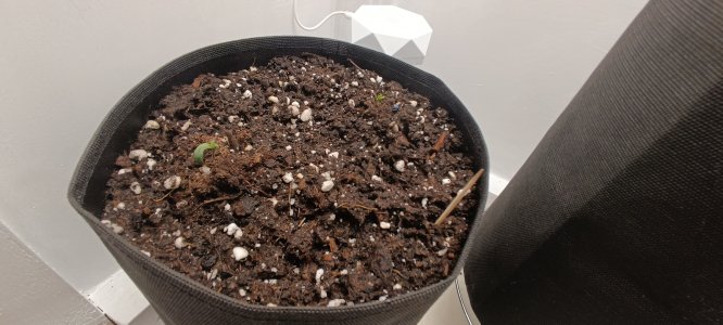 IMG_20250120_205932.jpg IMG_20250120_205932.jpg