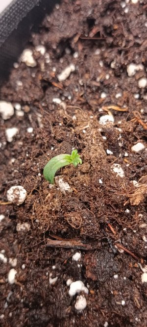 IMG_20250120_205839.jpg IMG_20250120_205839.jpg