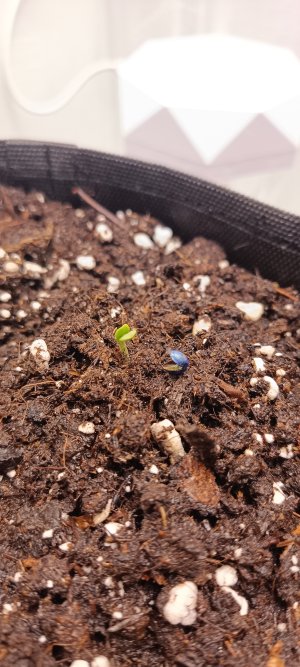 IMG_20250120_205716.jpg IMG_20250120_205716.jpg