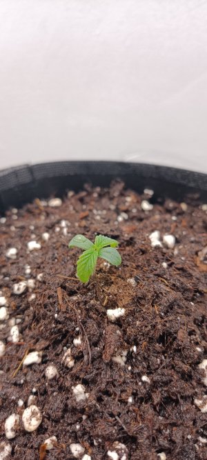 IMG_20250120_205642.jpg IMG_20250120_205642.jpg