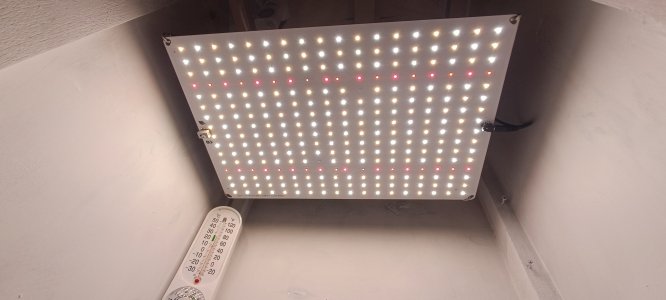 IMG_20250120_210134.jpg IMG_20250120_210134.jpg