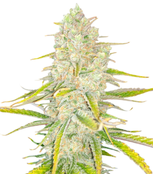 1737494842493.png 1737494842493.png